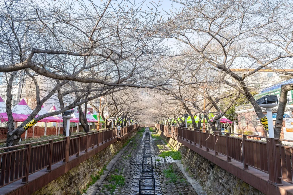 The cherry blossoms at Jinhae's Yeojwacheon haven't bloomed yet.