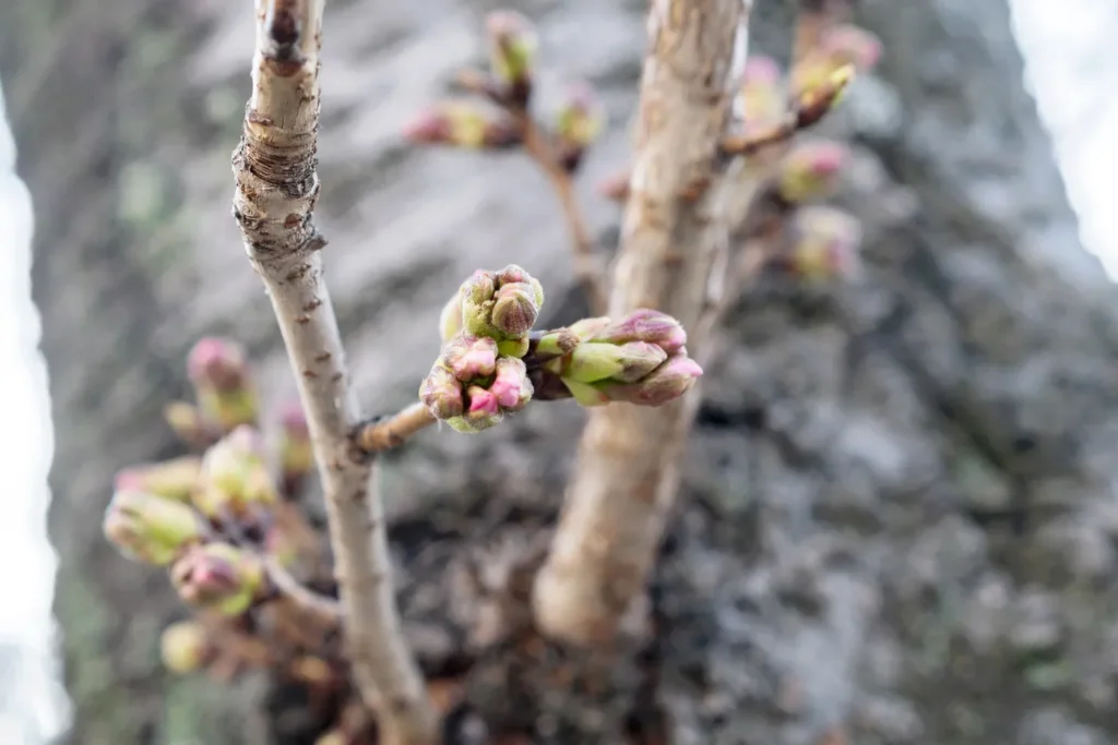 These are the cherry blossom buds at Yeojwacheon. The cherry blossoms still haven't bloomed yet.