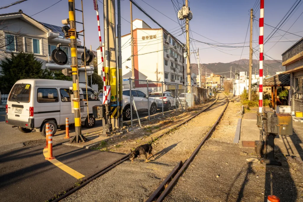 The sight of a dog passing by an abandoned station.