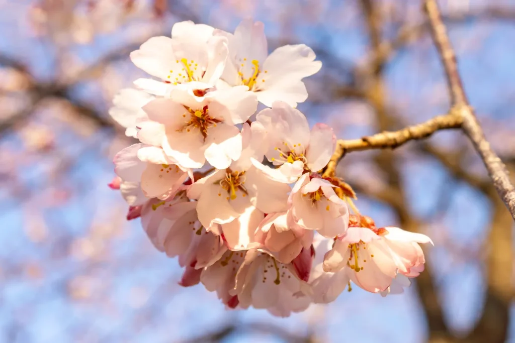 Cherry blossoms. At Gyeonghwa Station, only a single tree is in bloom.