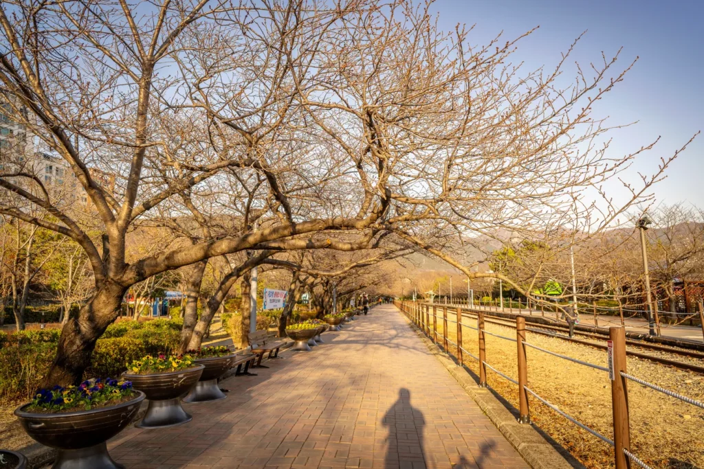 The cherry blossoms are expected to be in full bloom around March 28–29.