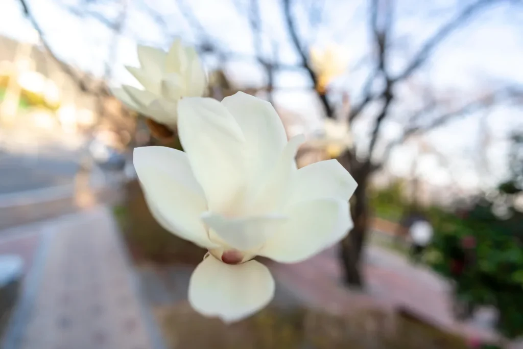 Magnolia blossom