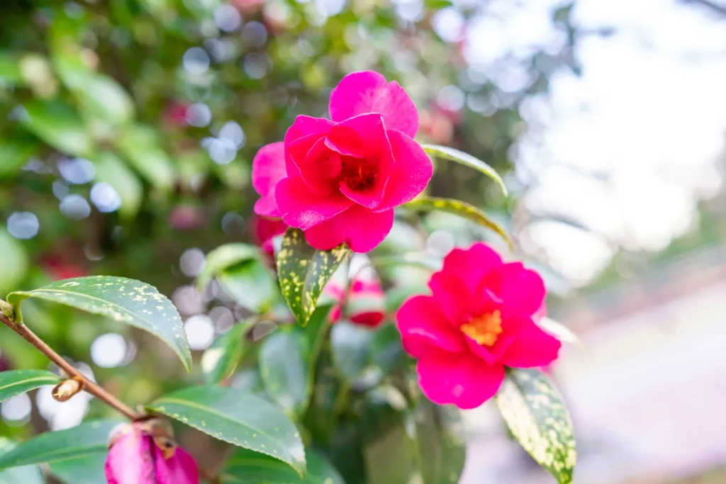 Camellia