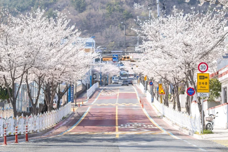 Cherry blossoms in full bloom along Pyeongin Iljuro