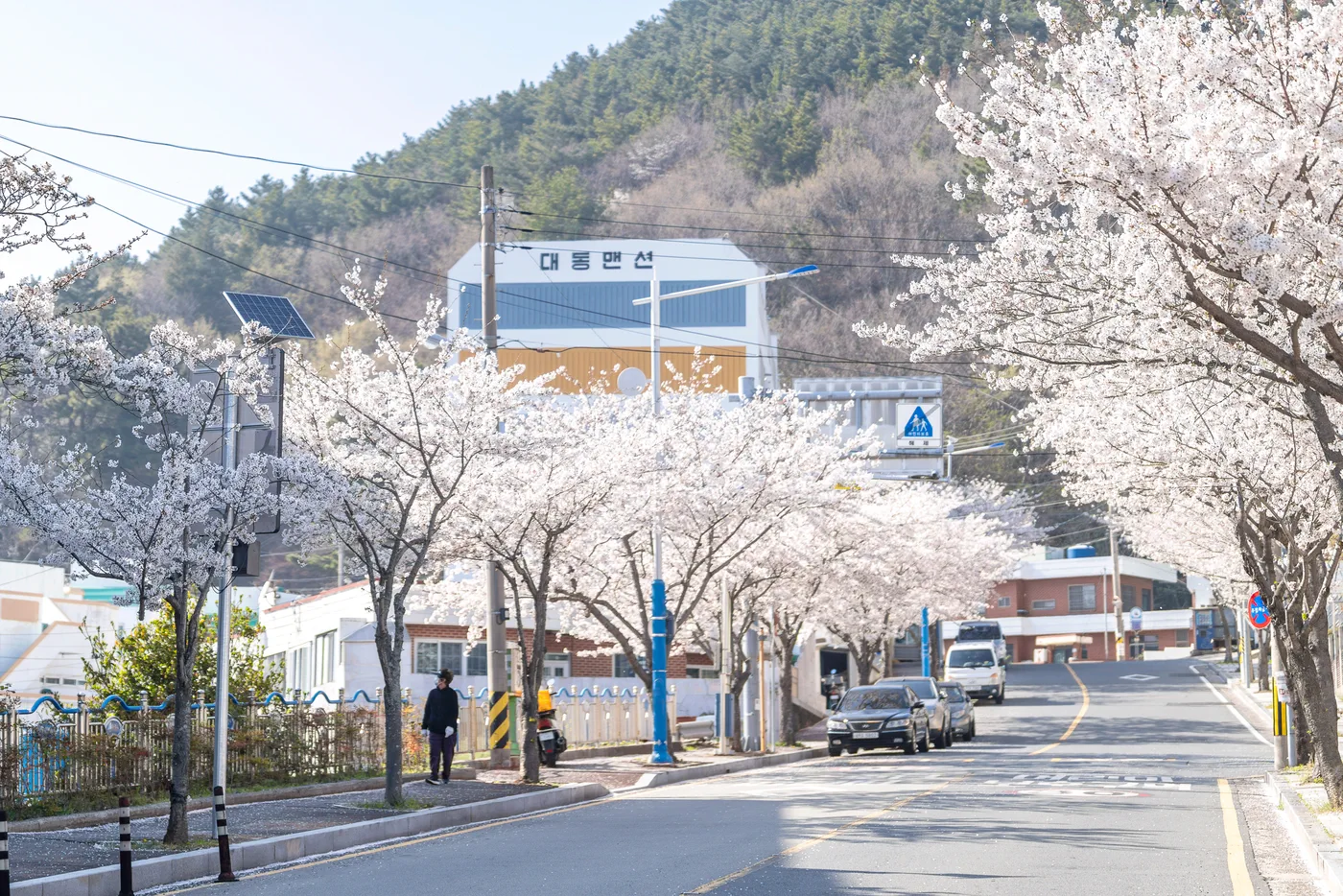 Cherry blossom routes perfect for cycling