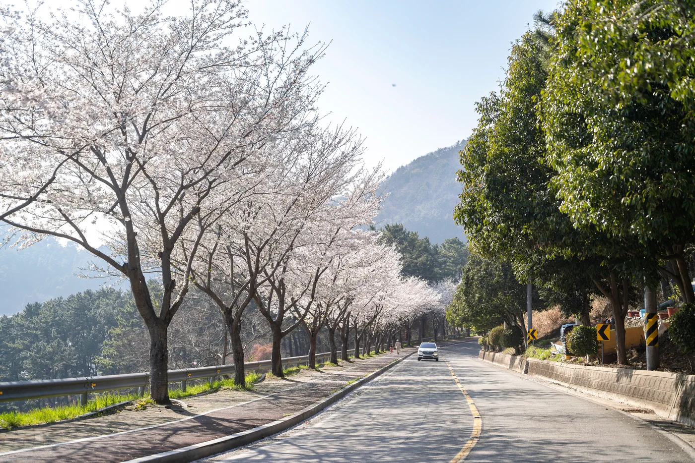 It's a pity that the trees lining the two-way Garosu-gil aren't cherry blossoms.