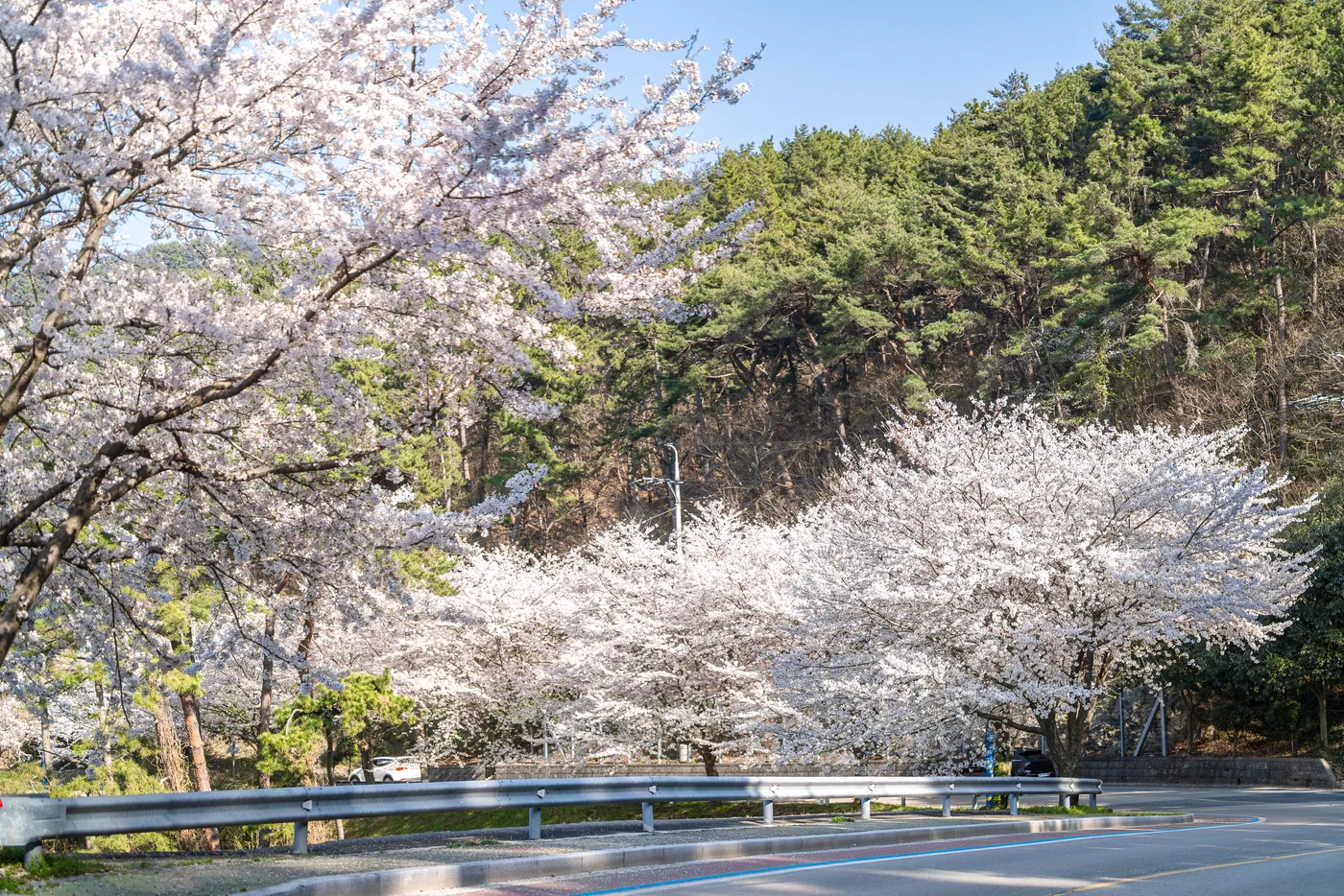 Cherry blossoms in full bloom on the downhill slope.