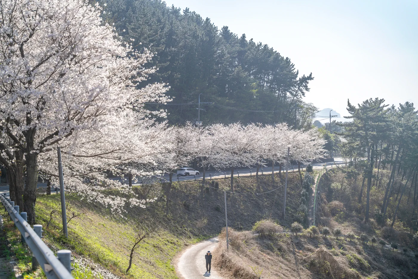Pyeongin Iljuro: a cherry-blossom road perfect for a drive