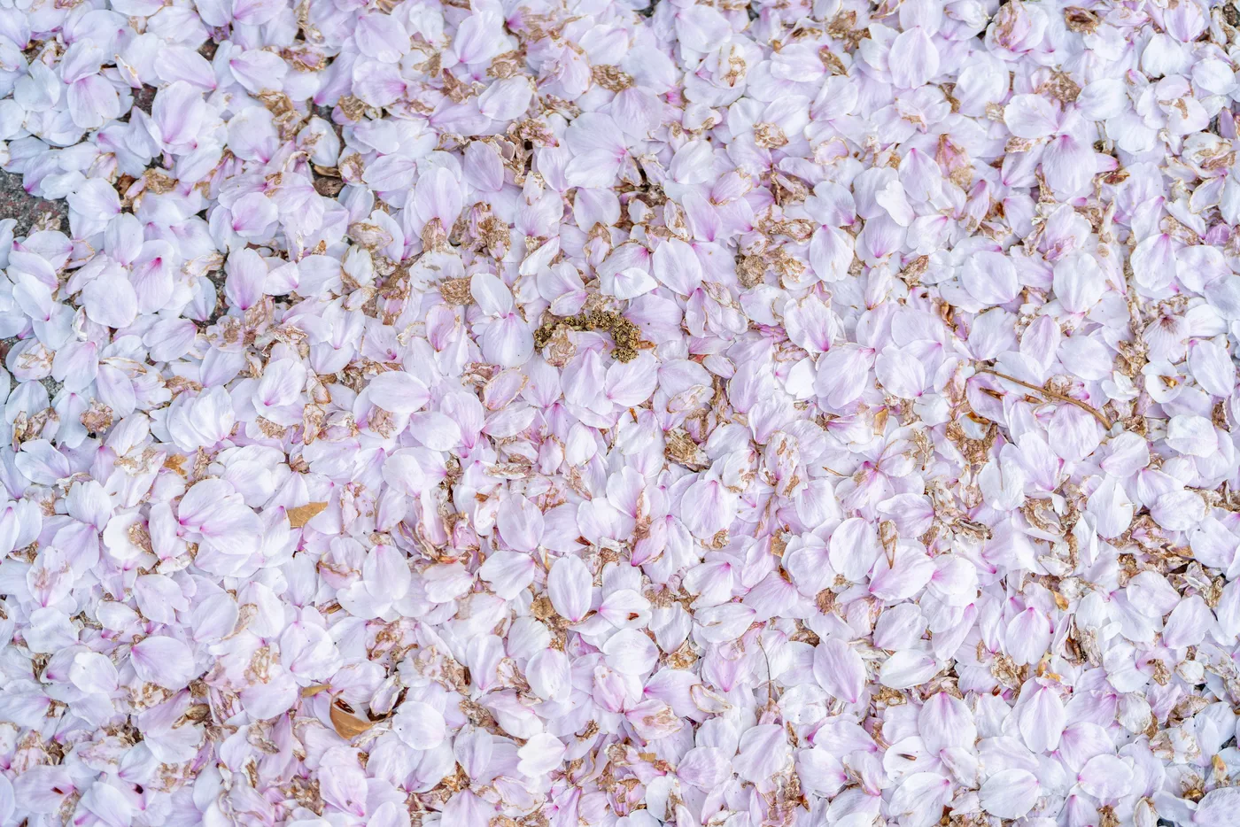 Fallen cherry blossom petals