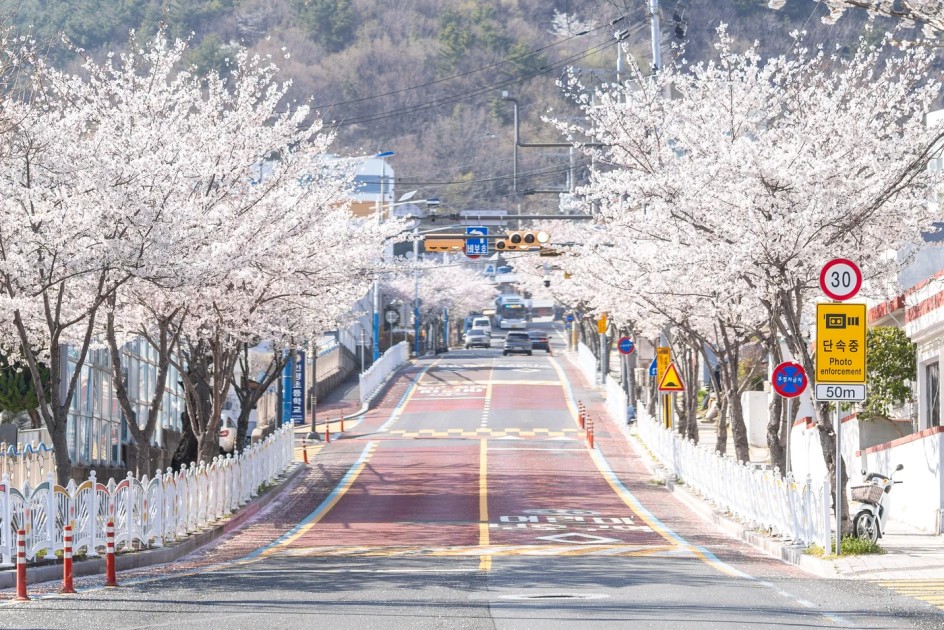 통영 평인일주로, 숨겨진 벚꽃 라이딩, 드라이브 명소